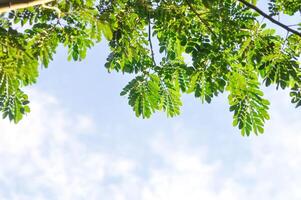 Rain tree or Samanea saman, LEGUMINOSAE MIMOSOIDEAE photo