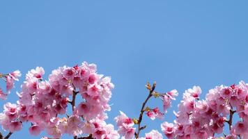 Beautiful pink cherry blossoms Sakura with refreshing in the morning on blue sky background in japan photo