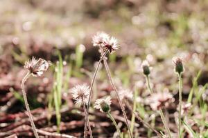 blurred ,wild flower fields.Beautiful growing and blooming in the morning photo