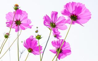 Pink cosmos flower beautiful blooming isolated on white background,copy space photo