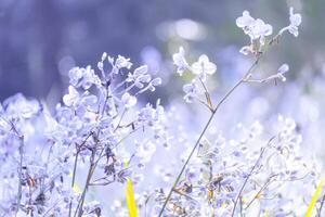 Blurred,Purple flower blossom on field. Beautiful growing and flowers on meadow blooming in the morning,selective focus nature on bokeh background,vintage style photo