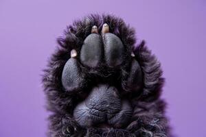 AI generated A close-up of a standard poodles paw, showcasing its elegant and graceful presence against a vibrant purple background. photo