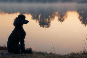 AI generated A regal standard poodle sits peacefully on the shore of a tranquil lake, taking in the serene surroundings. photo