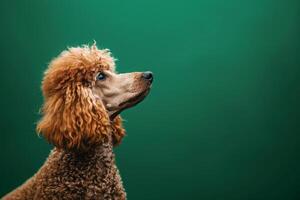 AI generated A brown standard poodle with perfect curls gazes upward against a vibrant green background. photo