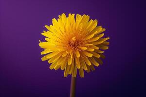 AI generated A single vibrant yellow dandelion puff against a regal purple background, standing out proudly. photo