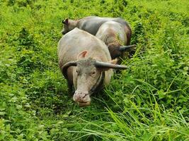 Three buffaloes foraging in the green bushes. photo