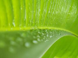 verde plátano hoja con agua soltar en azul cielo fondo, Indonesia foto