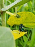 un par de escarabajos apareamiento en un hoja foto