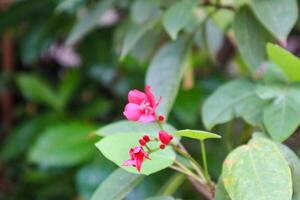 close up of jatropha integerrima plant and flower photo