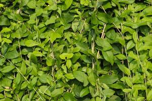 close up of fresh green leaves for background photo