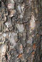close up of tree bark textured background photo