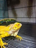 close up of iguana inside cage photo