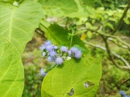 un cerca arriba de ageratum houstonianum planta foto