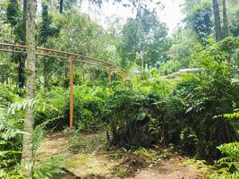 a view of green forest in indonesia photo