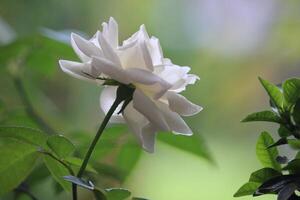 cerca arriba de blanco rosas con un borroso fondo, en frente de el terraza de el casa foto