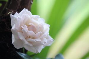 cerca arriba de blanco rosas con un borroso fondo, en frente de el terraza de el casa foto