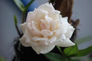 cerca arriba de blanco rosas con un borroso fondo, en frente de el terraza de el casa foto