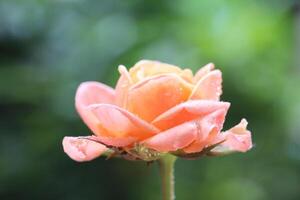 close up of orange rose with a blurry background photo