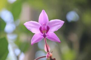 espatoglotis plicata o púrpura suelo orquídea flor con borroso antecedentes foto