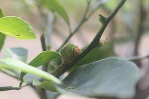 green caterpillars that eat orange leaves photo