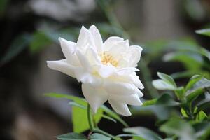 close up of white roses with a blurred background, in front of the terrace of the house photo