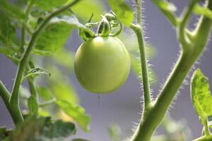 tomatoes on a tree with thick green leaves with a blurry background photo