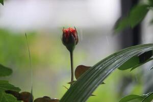 cerca arriba de naranja Rosa flor brotes en borroso antecedentes foto