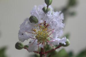 cerca arriba blanco crepe mirto o lagerstroemia Indica yo flor floreciente con borroso antecedentes foto