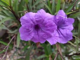 Ruellia tuberosa Purple Flower blooming photo