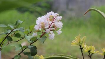 Close up White crepe myrtle  or lagerstroemia indica L. Flower blooming with blurred background photo