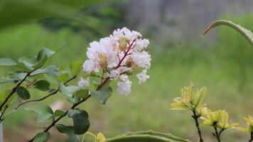 cerca arriba blanco crepe mirto o lagerstroemia Indica yo flor floreciente con borroso antecedentes foto