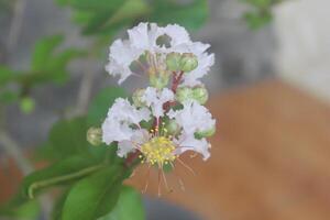 cerca arriba blanco crepe mirto o lagerstroemia Indica yo flor floreciente con borroso antecedentes foto