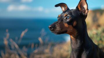 AI generated Manchester Terrier dog stands in tall grass, looking into the distance with the deep blue sea and clear sky in the background. photo