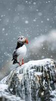 AI generated A solitary Atlantic puffin on a rocky photo