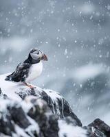 AI generated A solitary Atlantic puffin on a rocky photo