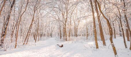 Picturesque view fabulous nature winter snow forest at sunset. Snowy trees covered on frosty evening. Beautiful winter panorama, sunlight. Amazing pathway, mountain trail. Majestic nature forest hike photo