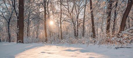 pintoresco ver fabuloso naturaleza invierno nieve bosque a puesta de sol. Nevado arboles cubierto en escarchado noche. hermosa invierno panorama, luz de sol. increíble ruta, montaña camino. majestuoso naturaleza bosque caminata foto