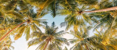 Romantic vibes of tropical palm tree with sun light on sky background. Outdoor sunset exotic foliage, closeup nature landscape. Coconut palm trees and shining sun over bright sky. Summer spring nature photo