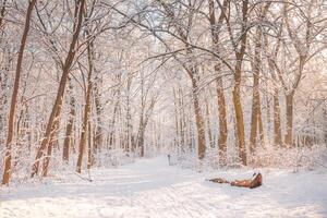 Snowy winter landscape panorama with dreamy sunlight. Idyllic winter nature, adventure and freedom scenic. Amazing seasonal landscape, forest path and snow. Majestic winter landscape, wonderland photo