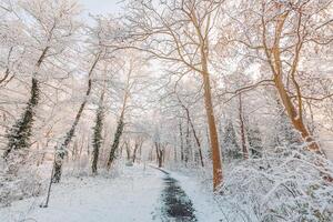 Snowy winter landscape panorama with dreamy sunlight. Idyllic winter nature, adventure and freedom scenic. Amazing seasonal landscape, forest path and snow. Majestic winter landscape, wonderland photo