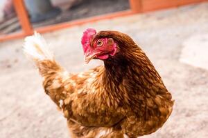 Hen with red crest in chicken coop photo