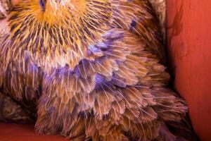 Hen with red crest in chicken coop photo