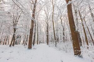 Snowy winter landscape panorama with dreamy sunlight. Idyllic winter nature, adventure and freedom scenic. Amazing seasonal landscape, forest path and snow. Majestic winter landscape, wonderland photo