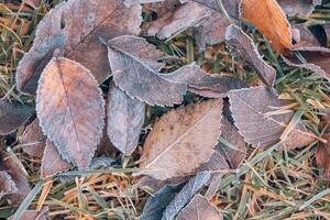 Frozen oak leaves abstract natural background. Closeup texture of frost and colorful autumn leaves on forest ground. Tranquil nature pattern morning hoar frost abstract seasonal macro. Peaceful winter photo