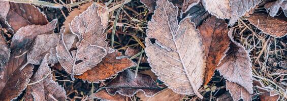 Frozen oak leaves abstract natural background. Closeup texture of frost and colorful autumn leaves on forest ground. Tranquil nature pattern morning hoar frost abstract seasonal macro. Peaceful winter photo