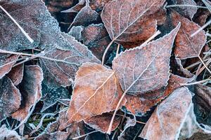 Frozen oak leaves abstract natural background. Closeup texture of frost and colorful autumn leaves on forest ground. Tranquil nature pattern morning hoar frost abstract seasonal macro. Peaceful winter photo