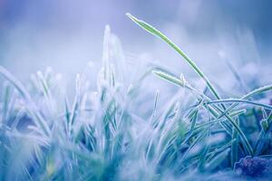 Green grass with morning frost and sunlight in garden, Frozen grass on meadow at sunrise, Plants for abstract natural background. Winter nature closeup photo