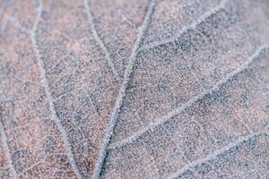 Early spring permafrost on leaf macro. Tranquil nature pattern morning hoar frost abstract seasonal macro. Peaceful winter photo