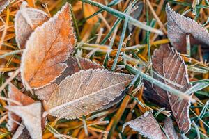 Frozen oak leaves abstract natural background. Closeup texture of frost and colorful autumn leaves on forest ground. Tranquil nature pattern morning hoar frost abstract seasonal macro. Peaceful winter photo