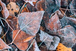 Frozen oak leaves abstract natural background. Closeup texture of frost and colorful autumn leaves on forest ground. Tranquil nature pattern morning hoar frost abstract seasonal macro. Peaceful winter photo